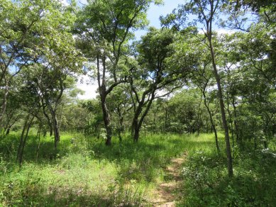 mukuvisi woodlands trail